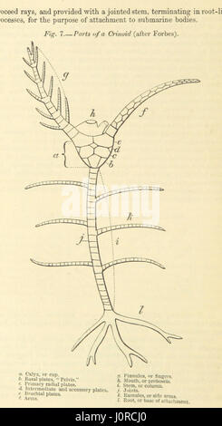 *Figures of Characteristic British Fossils* präsentiert eine Sammlung detaillierter Illustrationen britischer Fossilien aus der paläozoischen Zeit, begleitet von Beschreibungen. Dieser Band befasst sich mit fossilen Überresten von Pflanzen und Tieren aus frühen geologischen Zeiten. Stockfoto