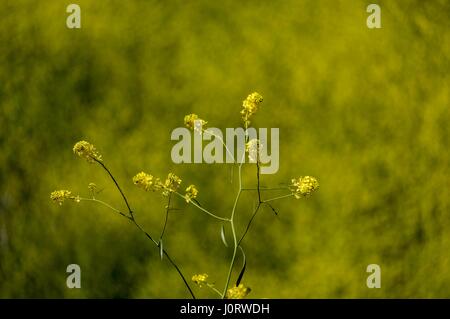 Los Angeles, Kalifornien, USA. 15. April 2017. Senf Blumen blühen im Chino Hills State Park in Chino Hills, Kalifornien auf 15. April 2017 inmitten einer Explosion von Wildblumen blühen in ganz Südkalifornien nach diesem Winter Regen nach einer fünf-Jahres-Dürre. Bildnachweis: Ringo Chiu/ZUMA Draht/Alamy Live-Nachrichten Stockfoto