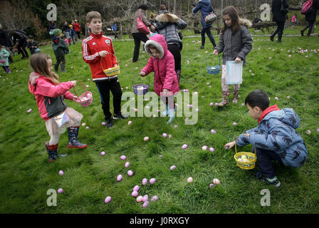 Vancouver, Kanada. 15. April 2017. Kinder suchen nach Eiern während der jährlichen Easter Egg Hunt Veranstaltung im Van Dusen Botanical Garden in Vancouver, Kanada, 15. April 2017. Bewohner und Kinder folgten die Tradition hier am Samstag durch die Teilnahme an der 9. jährliche Ei Jagd-Veranstaltung im Van Dusen botanischen Garten, das Osterfest zu feiern. Bildnachweis: Liang Sen/Xinhua/Alamy Live-Nachrichten Stockfoto