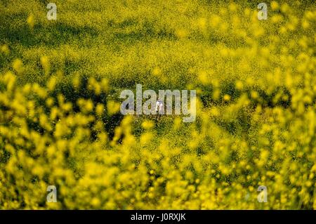 Chino Hills, ca, USA. 15. April 2017. Senf Blumen blühen im Chino Hills State Park in Chino Hills, Kalifornien, USA, am 15. April 2017. Bildnachweis: Zhao Hanrong/Xinhua/Alamy Live-Nachrichten Stockfoto