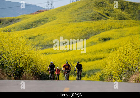 Chino Hills, ca, USA. 15. April 2017. Senf Blumen blühen im Chino Hills State Park in Chino Hills, Kalifornien, USA, am 15. April 2017. Bildnachweis: Zhao Hanrong/Xinhua/Alamy Live-Nachrichten Stockfoto