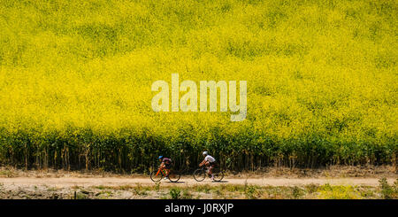 Chino Hills, ca, USA. 15. April 2017. Senf Blumen blühen im Chino Hills State Park in Chino Hills, Kalifornien, USA, am 15. April 2017. Bildnachweis: Zhao Hanrong/Xinhua/Alamy Live-Nachrichten Stockfoto