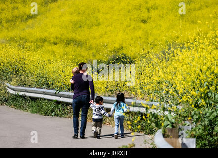 Chino Hills, ca, USA. 15. April 2017. Senf Blumen blühen im Chino Hills State Park in Chino Hills, Kalifornien, USA, am 15. April 2017. Bildnachweis: Zhao Hanrong/Xinhua/Alamy Live-Nachrichten Stockfoto