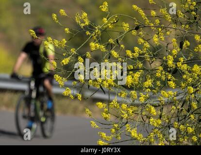 Chino Hills, Kalifornien, USA. 15. April 2017. Senf-Blumen blühen im Chino Hills State Park inmitten einer Explosion von Wildblumen blühen in ganz Südkalifornien nach diesem Winter Regen nach einer fünf-Jahres-Dürre. Bildnachweis: Ringo Chiu/ZUMA Draht/Alamy Live-Nachrichten Stockfoto