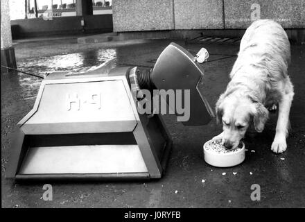 10. Oktober 1977 - Crunch: TV Hunde Robert und K9 stilgerecht zu feiern. Spillers Winalot feierte seinen 50. Geburtstag, gestern (Freitag), der Klang der Champagner-Korken Tauchen und zwei Super Hunde kauen Großbritanniens größte Hund Keks zu verkaufen. Der Sekt floss als Spillers' Management eine spezielle Promotion für Winalots goldenen Jubiläums auf einer Pressekonferenz auf einem Zeitraum Schiff vor Anker in der Londoner St. Katherine's Dock angekündigt. Die Pläne enthalten einen Verbraucher-Wettbewerb mit vier goldenen Ford Fiesta Autos unter der Preise und dem Start des TV Werbung nächste Woche. Zwei neue Werbespots ar Stockfoto