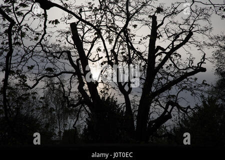 Peterborough, UK. Sonntag, 16. April 2017. UK-Wetter: bewölkt Anfang bis Ostersonntag in der Kathedrale von Peterborough. Sonnenaufgang über den Bäumen im Garten Credit: WansfordPhoto/Alamy Live News Stockfoto