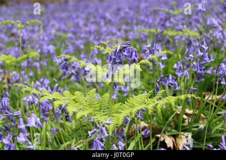 Englisch (aka Common) Bluebells (Hyacinthoides non-scripta) in voller Blüte, 15. April 2017. Bluebell Wood, East Clandon, Guildford, Surrey, England, Großbritannien, Großbritannien, Großbritannien, Europa Kredit: Ian Bottle/Alamy Live News Stockfoto