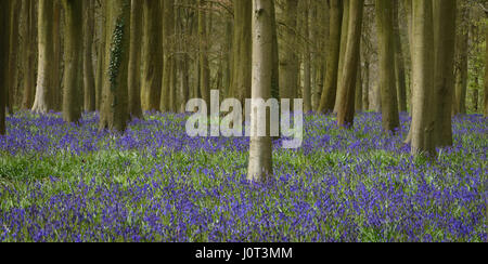 Bluebells im Badbury Holz Stockfoto