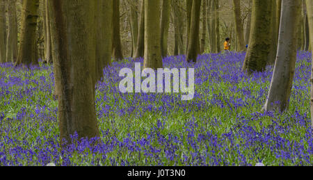 Bluebells im Badbury Holz Stockfoto