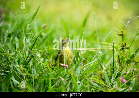 Asuncion, Paraguay. 16th April 2017. Ein männlicher Safranfink (Sicalis flaveola) Futter im Gras während des sonnigen Nachmittags in Asuncion, Paraguay. Quelle: Andre M. Chang/Alamy Live News Stockfoto