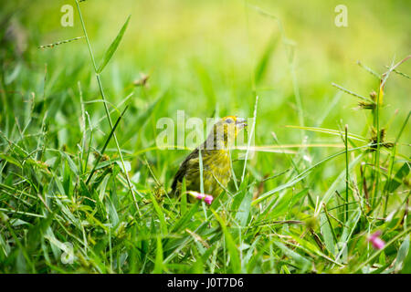 Asuncion, Paraguay. 16th April 2017. Ein männlicher Safranfink (Sicalis flaveola) Futter im Gras während des sonnigen Nachmittags in Asuncion, Paraguay. Quelle: Andre M. Chang/Alamy Live News Stockfoto