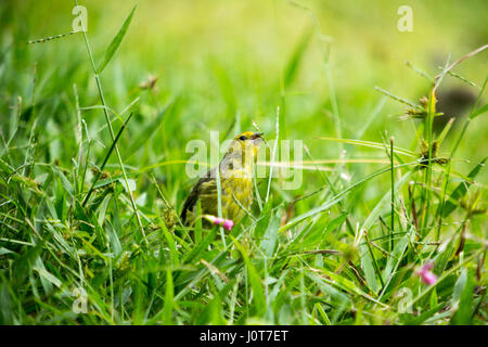 Asuncion, Paraguay. 16th April 2017. Ein männlicher Safranfink (Sicalis flaveola) Futter im Gras während des sonnigen Nachmittags in Asuncion, Paraguay. Quelle: Andre M. Chang/Alamy Live News Stockfoto