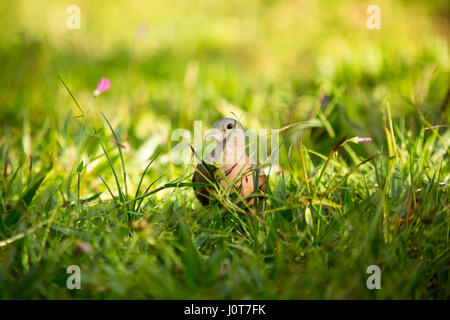 Asuncion, Paraguay. 16th April 2017. Die Ruddytaube (Columbina talpacoti) findet am sonnigen Nachmittag in Asuncion, Paraguay, Futter im Gras. Quelle: Andre M. Chang/Alamy Live News Stockfoto