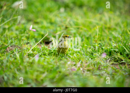 Asuncion, Paraguay. 16th April 2017. Ein männlicher Safranfink (Sicalis flaveola) Futter im Gras während des sonnigen Nachmittags in Asuncion, Paraguay. Quelle: Andre M. Chang/Alamy Live News Stockfoto