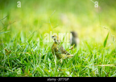 Asuncion, Paraguay. 16th April 2017. Ein männlicher Safranfink (Sicalis flaveola) Futter im Gras während des sonnigen Nachmittags in Asuncion, Paraguay. Quelle: Andre M. Chang/Alamy Live News Stockfoto
