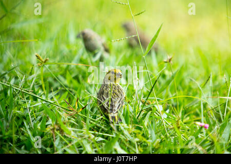 Asuncion, Paraguay. 16th April 2017. Ein männlicher Safranfink (Sicalis flaveola) Futter im Gras während des sonnigen Nachmittags in Asuncion, Paraguay. Quelle: Andre M. Chang/Alamy Live News Stockfoto