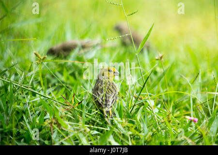 Asuncion, Paraguay. 16th April 2017. Ein männlicher Safranfink (Sicalis flaveola) Futter im Gras während des sonnigen Nachmittags in Asuncion, Paraguay. Quelle: Andre M. Chang/Alamy Live News Stockfoto