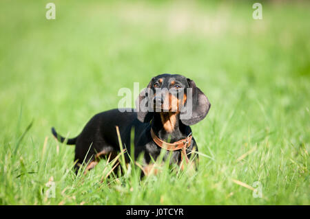 Dackel Hund Portrait outdoor im grünen Rasen Stockfoto