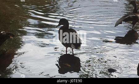 Reflexionen Stockfoto