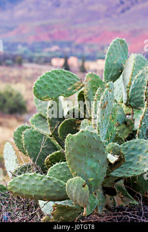 Opuntia Feigenkaktus Obst Stockfoto