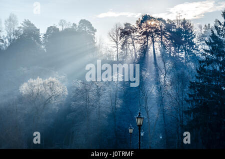 Sonnenstrahlen, die durch Bäume in Winterlandschaft Stockfoto