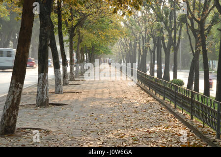 Friedlich und bunt gefüttert Bäume Weg in der sich wandelnden Zeit der Saison in Hanoi, Vietnam, Asien Stockfoto