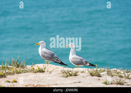 Möwe Vogel auf die Küste der ALgarve, Portugal Stockfoto