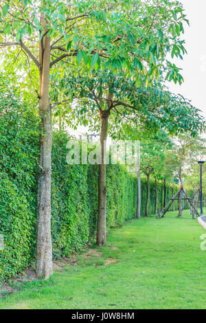 Grünen Rasen, grüne Hecke und grüne Bäume Hintergrund im Garten Stockfoto