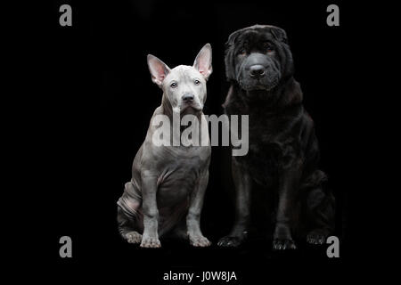 Schöne alte schwarze reinrassige Shar pei Hund und niedlichen blauen thai Ridgeback Welpen sitzen auf schwarzem Hintergrund. Kopieren Sie Raum. Stockfoto