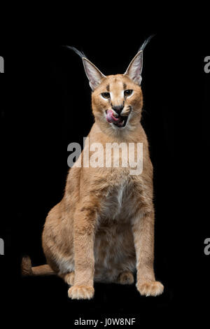 Schöne Karakal Luchs 6 Monate alte Kätzchen sitzen auf schwarzem Hintergrund. Studio gedreht. Kopieren Sie Raum. Stockfoto