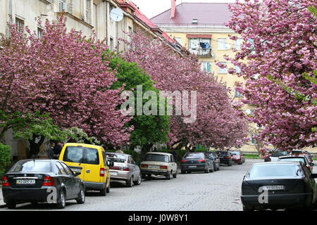 UZHGOROD, UKRAINE - 14. April 2017: Blüte rosa Sakura Bäume auf den Straßen der Stadt Uschhorod, Transkarpatien, Ukraine. Sakura finden Sie in vielen Stockfoto