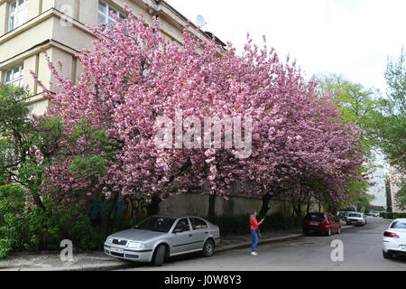 UZHGOROD, UKRAINE - 14. April 2017: Blüte rosa Sakura Bäume auf den Straßen der Stadt Uschhorod, Transkarpatien, Ukraine. Sakura finden Sie in vielen Stockfoto