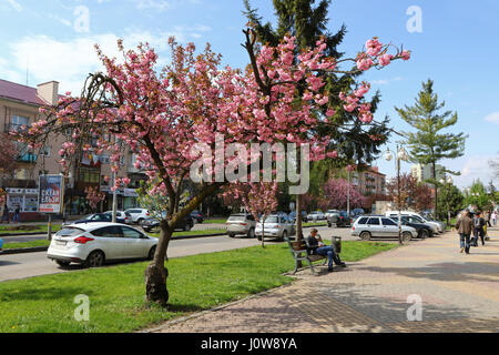 UZHGOROD, UKRAINE - 14. April 2017: Blüte rosa Sakura Bäume auf den Straßen der Stadt Uschhorod, Transkarpatien, Ukraine. Sakura finden Sie in vielen Stockfoto