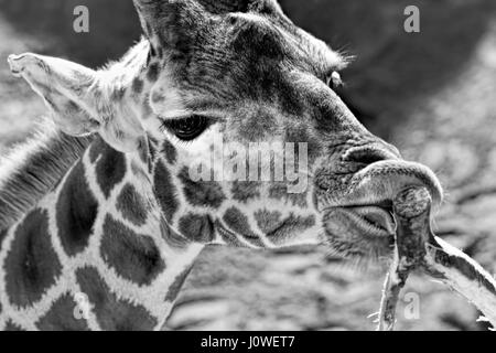 Giraffe Essen Blätter des Baumes - schwarz / weiß Stockfoto