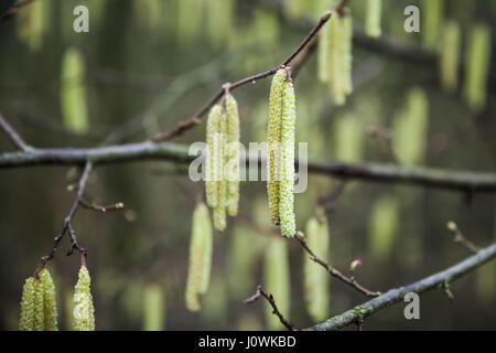 Frische Birke Baum blüht im Frühlingswald. Makro-Foto mit Hintergrundunschärfe Stockfoto