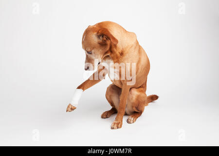 Gebrochene Pfote Beim Hund