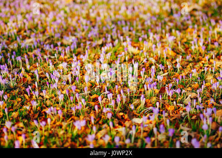 Viele Krokusse im trockenen Herbst Blätter. Ein Feld von Krokus im gelben Laub auf dem Boden in den städtischen Park Cetinje, Montenegro. Stockfoto