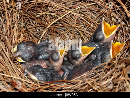 Hungrige Jungtiere von orientalischen Elster-Robin, Copsychus Saularis, ruft nach Essen. Stockfoto