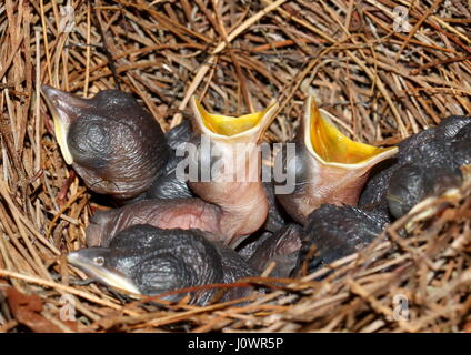 Hungrige Jungtiere von orientalischen Elster-Robin, Copsychus Saularis, ruft nach Essen. Stockfoto