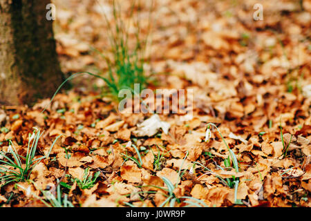Schneeglöckchen im trockenen Herbst Blätter. Ein Schneeglöckchen. Frühling Blumen in Montenegro. Stockfoto
