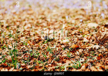 Schneeglöckchen im trockenen Herbst Blätter. Ein Schneeglöckchen. Frühling Blumen in Montenegro. Stockfoto