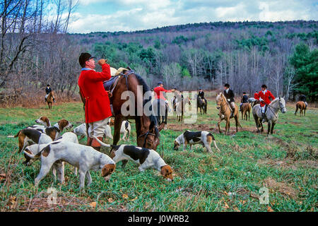 Meister der Foxhunt bläst Trompete zu sammeln, um seine Fox Hunt Hunde Hunde und Jäger bei einer Fuchsjagd in NH, USA. Stockfoto