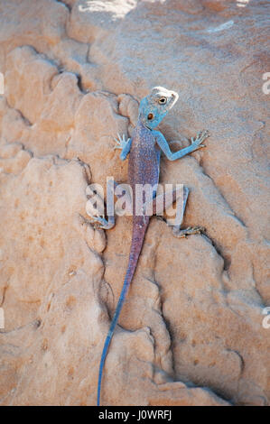 Jordanien: ein Sinai Agama, die blaue Eidechse, eine Agamen Eidechse gefunden in den ariden Gebieten des Nahen Ostens Stockfoto