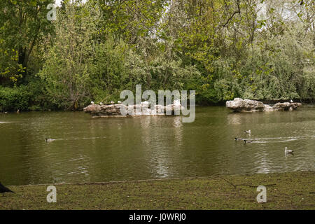 Die Pelikane auf ihrer Insel auf dem See in St James Park, London, UK Stockfoto