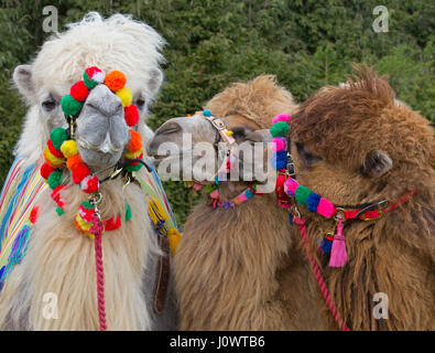 Domestiziert Bactrian Kamele Camelus Bactrianus verwendet für Kamelrennen Stockfoto