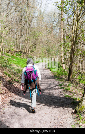 Frau zu Fuß in Gatton Park auf den North Downs in Surrey. Stockfoto