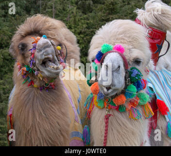 Domestiziert Bactrian Kamele Camelus Bactrianus verwendet für Kamelrennen Stockfoto