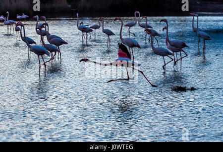 Eine größere (rosa) Flamingo, die von der Herde bei Sonnenuntergang in der Camargue, Frankreich Stockfoto