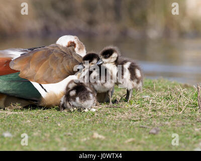 Ägyptische Gans, Alopochen Aegyptiacus, Erwachsene mit Young, London, März 2017 Stockfoto