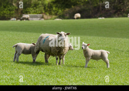 Texel Ewe hält eine wachsame Wache über drei Lämmern auf einer grasbewachsenen Weide im ländlichen England Stockfoto